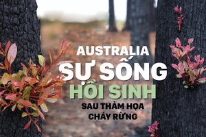 Australia - Sự sống hồi sinh sau thảm họa cháy rừng