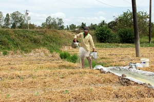 Ông Lâm Văn On (xã Châu Khánh, huyện Long Phú, tỉnh Sóc Trăng) mạnh dạn chuyển đổi thành công mô hình sản xuất lúa sang hoa màu. Ảnh: TUẤN QUANG