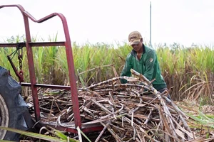 Khơi thông nguồn năng lượng sinh khối