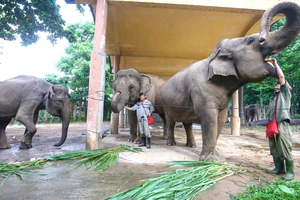 Nhân viên chăm sóc thú cho voi ăn. Ảnh: DŨNG PHƯƠNG