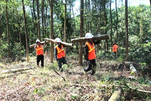 Khai thác rừng trồng theo chứng chỉ FSC tại Thừa Thiên - Huế. Ảnh: VĂN THẮNG