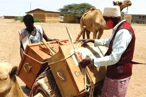 Thư viện trên lưng lạc đà ở Ethiopia 