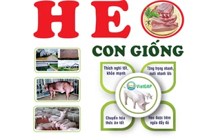 Con giống tốt, thịt heo chất lượng