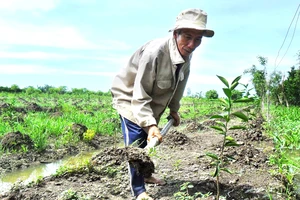 Nông dân ĐBSCL trồng mới cây ăn trái 