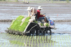 Cơ hội đánh bóng thương hiệu hạt gạo miền Tây