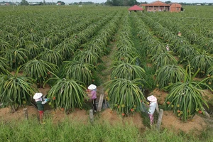 Thanh long ruột đỏ xuất khẩu trồng tại xã Hiệp Thạnh, huyện Châu Thành, tỉnh Long An. Ảnh: CAO THĂNG