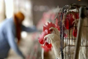 Nga: Lần đầu phát hiện virus H5N8 ở người