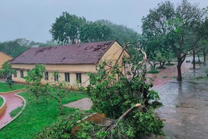 UNDP viện trợ 4 tỷ đồng khắc phục thiên tai ở Quảng Ngãi