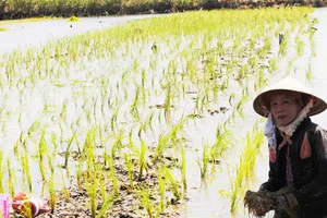 Do hệ thống thủy lợi chưa hoàn chỉnh, nên người dân sản xuất lúa tôm tại ĐBSCL còn bấp bênh