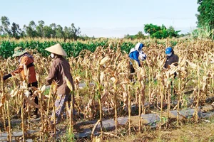 Lập đường dây nóng hỗ trợ nông dân thu hoạch 