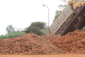 Tiêu thụ 6.300ha sắn cho nông dân