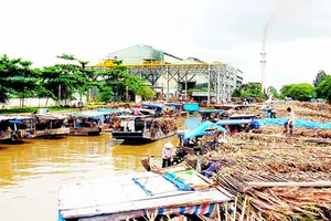 Hậu Giang: Giá đường tăng, nông dân chờ nhà máy đường hoạt động