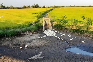 Vĩnh Long: Chuyển đổi 29.000ha đất lúa