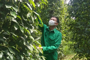 Sản xuất tiêu sạch đang mang lại thu nhập ổn định cho người dân Lộc Ninh. Ảnh: HOÀNG BẮC