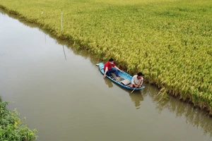 Mô hình sản xuất lúa hữu cơ kết hợp nuôi tôm càng xanh của HTX Long Hiệp (Trà Vinh). Ảnh: TÍN DI