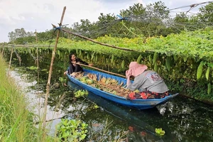 Chiếc xuồng con, ghe nhỏ thân thuộc nơi miền sông nước. Ảnh: TUẤN NGUYỄN