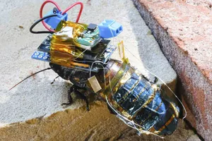 Gián cyborg hỗ trợ tìm kiếm cứu nạn
