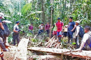 Vụ phá rừng lấy gỗ bị lực lượng chức năng phát hiện ở Peru