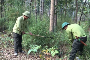 Lực lượng kiểm lâm Vườn quốc gia Yok Đôn kiểm tra, phát dọn thực bì. Ảnh: MAI CƯỜNG