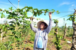 Vườn chanh leo của anh Phạm Thủ Công (phường Yên Thế, TP Pleiku, tỉnh Gia Lai) phát triển xanh tốt