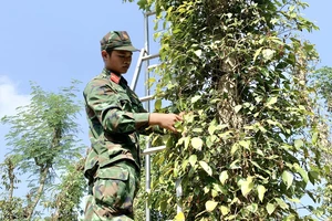 Bộ đội giúp người dân huyện Châu Đức, tỉnh Bà Rịa - Vũng Tàu thu hoạch hồ tiêu. Ảnh: NÔNG NGÂN