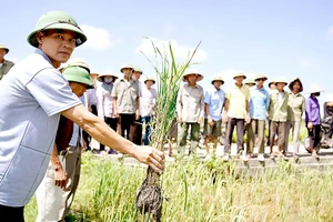 Người dân xã An Tân nhổ khóm lúa để minh chứng bị “ngộ độc” nước mặn