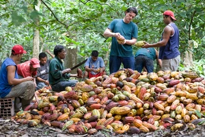 Thu hoạch ca cao tại Venezuela