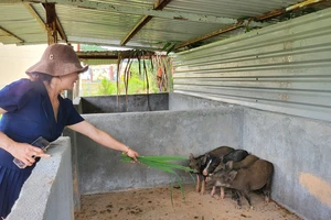 Báo SGGP tặng heo cho học sinh vùng cao Tu Mơ Rông 