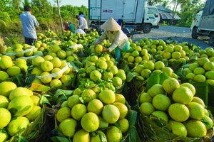 Xây dựng Trung tâm Thu mua - Cung ứng nông sản an toàn