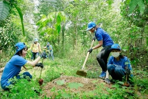 Tiến độ trồng rừng thay thế đã được đẩy lên sớm 1 năm, hoàn thành cùng lúc với dự án. Ảnh minh họa