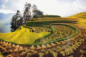 Rừng và ruộng bậc thang là nguồn cội cho Mù Cang Chải trở thành một thiên đường du lịch ở Tây Bắc. Ảnh: VŨ CHIẾN