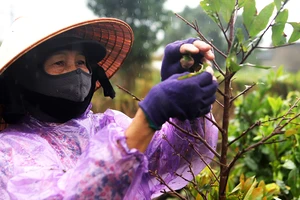 "Thủ phủ" mai vàng miền Trung chạy đua vào vụ tết