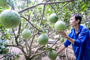 Nhà vườn tỉnh Tiền Giang chăm sóc cây ăn trái để kịp phục vụ thị trường tết