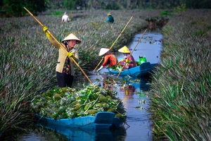 Nông dân Hậu Giang thu hoạch khóm. Ảnh: LÝ ANH LAM