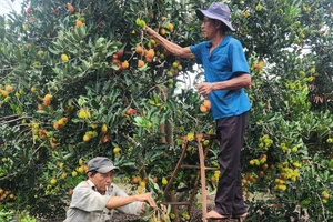 Thu hoạch chôm chôm ở xã Bảo Quang, TP Long Khánh. Ảnh: VĂN PHONG