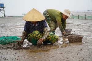 Cào nghêu mưu sinh