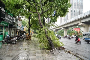 Cây đổ hàng loạt trong cơn dông tại Hà Nội