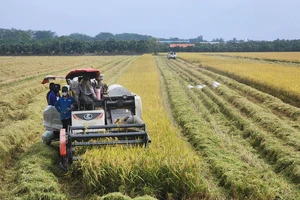 Nông dân huyện Cao Lãnh (tỉnh Đồng Tháp) thu hoạch lúa đông xuân. Ảnh: THÀNH NHƠN