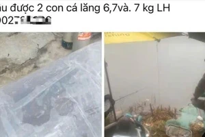 Câu chuyện 2 con cá lăng và lòng tham xấu xí của giám đốc doanh nghiệp ở Đắk Lắk