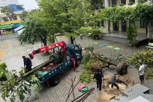 Cắt tỉa cây xanh tại trường Tiểu học Lê Đình Chinh (phường Hòa Cường, TP Đà Nẵng)