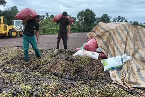 Cà phê Tây Nguyên vào vụ thu hoạch: Được mùa, được giá, nông dân phấn khởi
