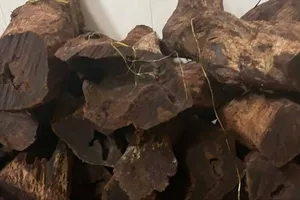 Quảng Trị chấn chỉnh tình trạng khai thác trái phép cây Mán đĩa