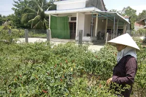 Giá ớt giảm mạnh khiến người trồng ớt thua lỗ nặng nề