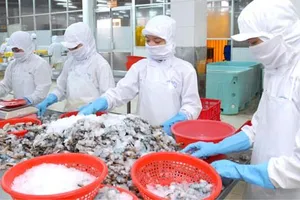 Chế biến tôm xuất khẩu tại doanh nghiệp trong nước