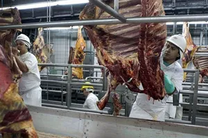 Châu Âu triệt phá đường dây tiêu thụ thịt ngựa bẩn 