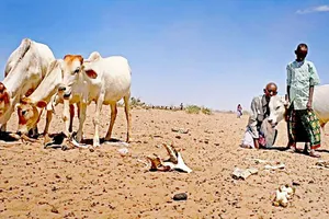 LHQ hỗ trợ Ethiopia khắc phục hạn hán