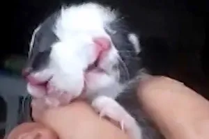 Mèo 2 mặt
