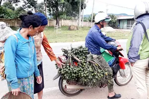 Thương lái mua cau non để bán sang Trung Quốc