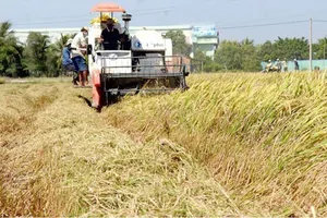 Thu hoạch lúa tại đồng bằng sông Cửu Long. Ảnh: CAO THĂNG