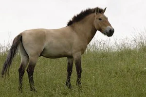 Ngựa hoang Przewalski trên thế giới đã tuyệt chủng